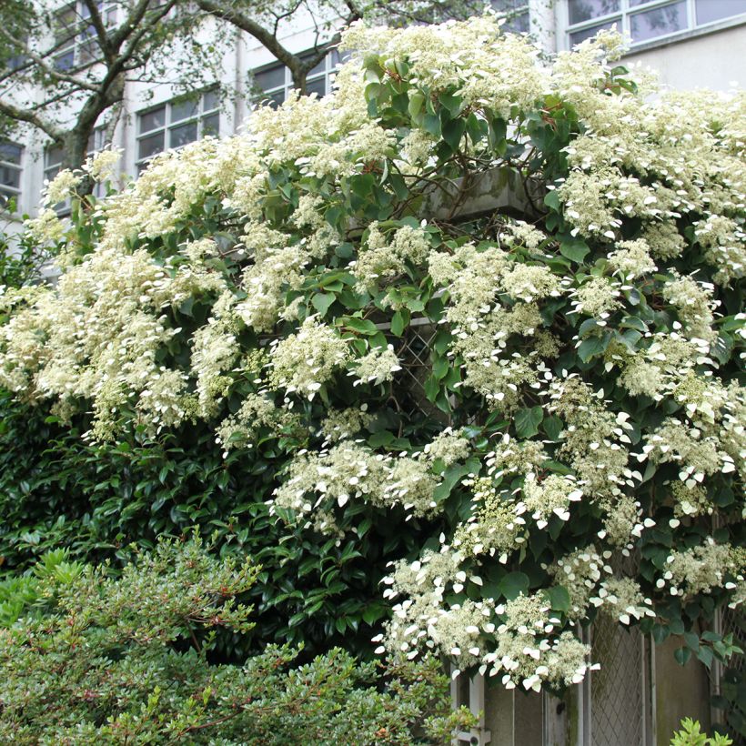 Schizophragma hydrangeoides Red Rhapsody MonLaBaHe (Porte)