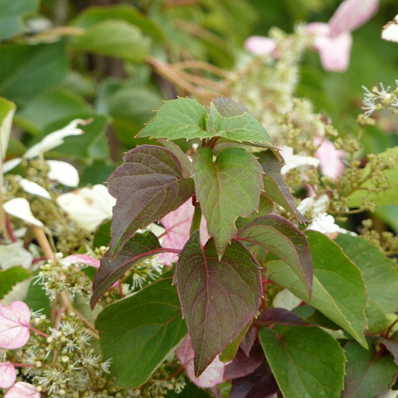 Schizophragma hydrangeoides Rose Sensation (Follaje)