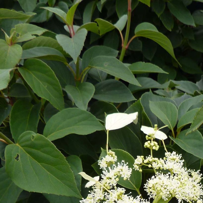 Schizophragma hydrangeoides Windmills (Follaje)