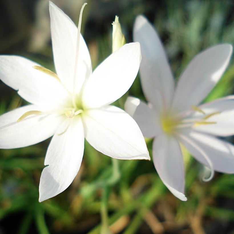 Schizostylis coccinea Alba - Lirio de río (Floración)