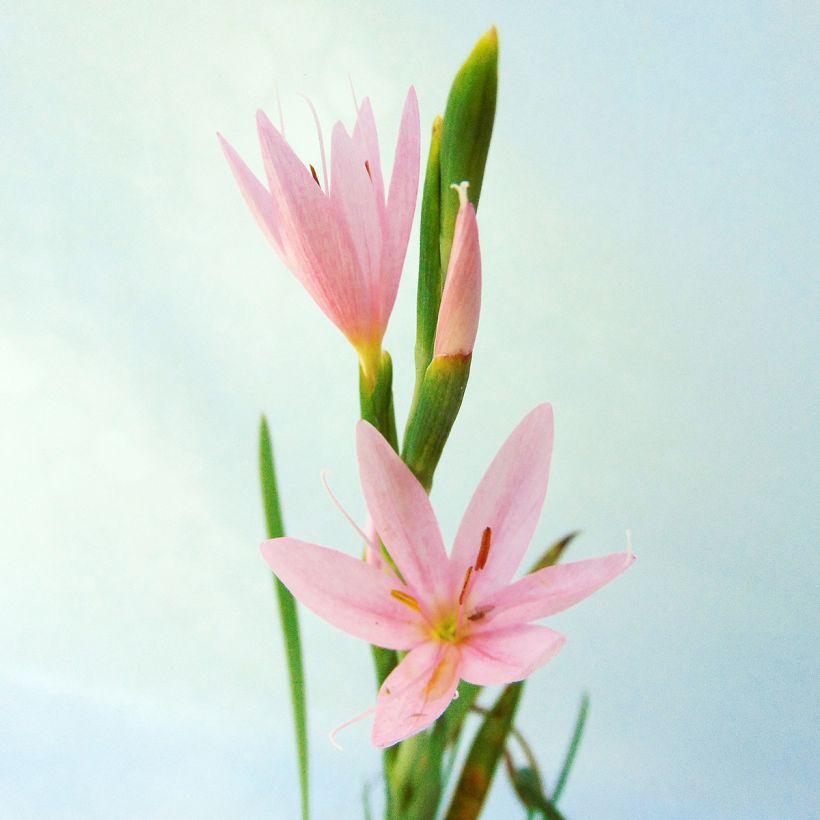 Schizostylis coccinea Mrs Hegarty - Lirio de río (Floración)