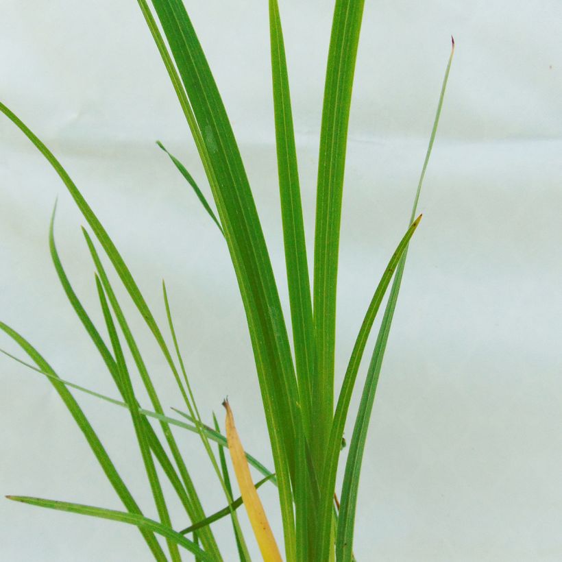 Schizostylis coccinea Alba - Lirio de río (Follaje)