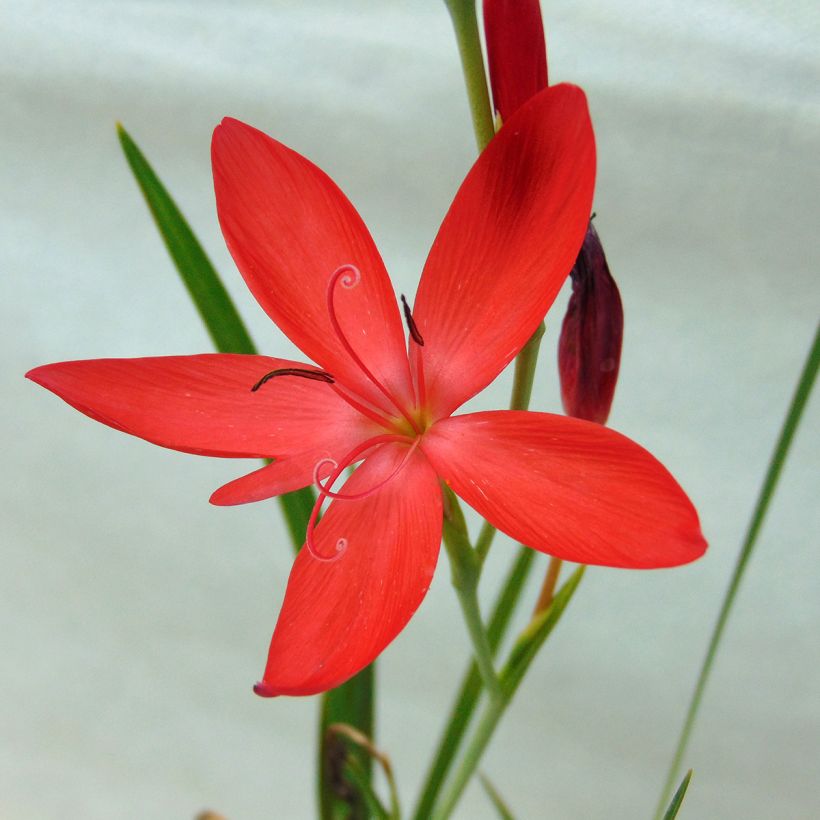 Schizostylis coccinea Major - Lirio de río (Floración)