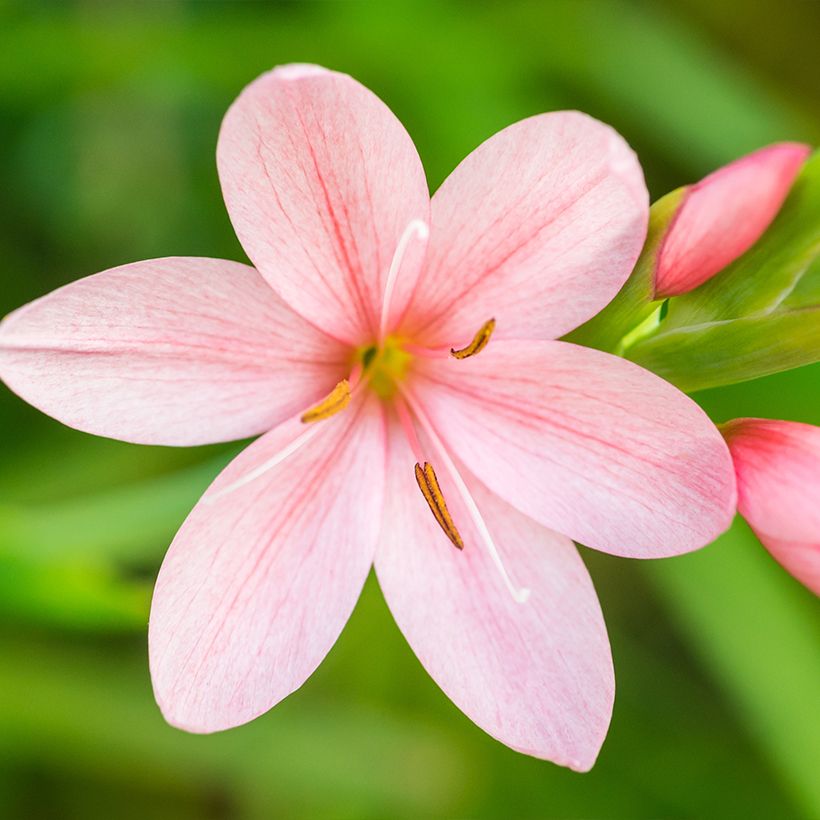 Schizostylis coccinea Rosea - Lirio de río (Floración)