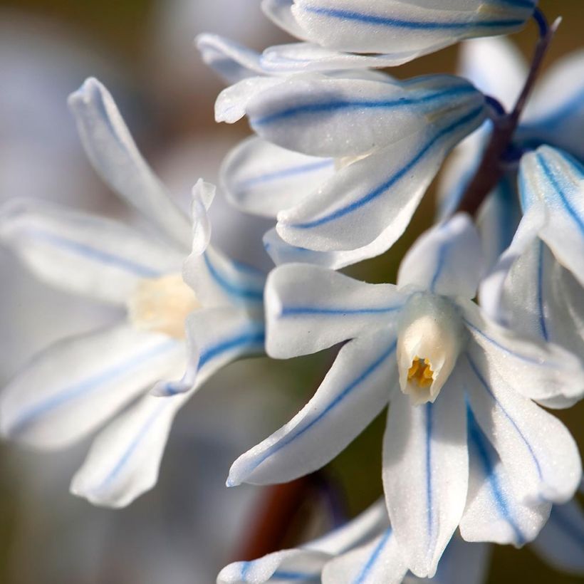 Scilla mischtschenkoana Tubergeniana - Escila (Floración)