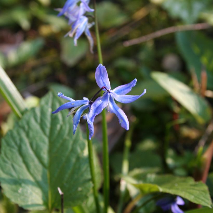 Scilla siberica - Escila siberiana (Floración)