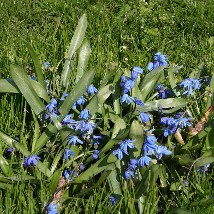 Scilla siberica - Escila siberiana (Porte)