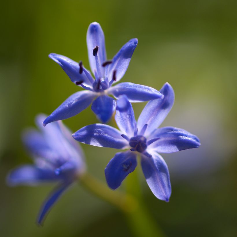 Scilla bifolia - Escila (Floración)