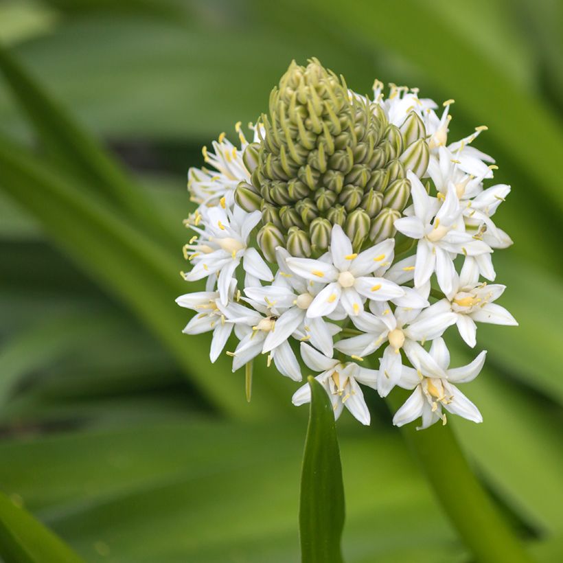 Scille du Pérou - Scilla peruviana White Moon (Floración)