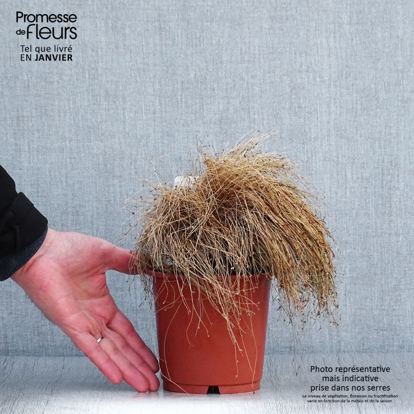 Scirpus cernuus ou Isolepis cernua - Herbe à fibres optiques - en pot de 1L/1.5L Ejemplar entregado en invierno