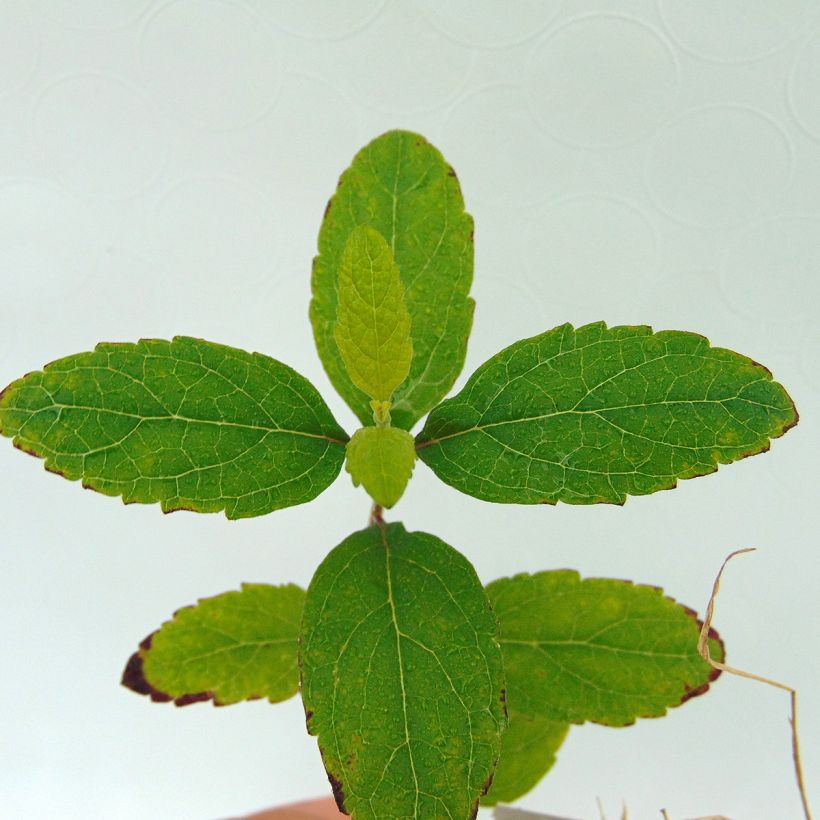 Scutellaria incana (Follaje)