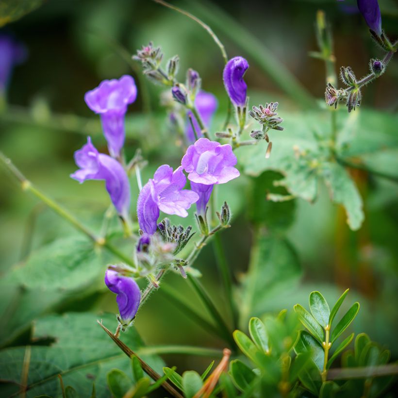 Scutellaria incana (Floración)