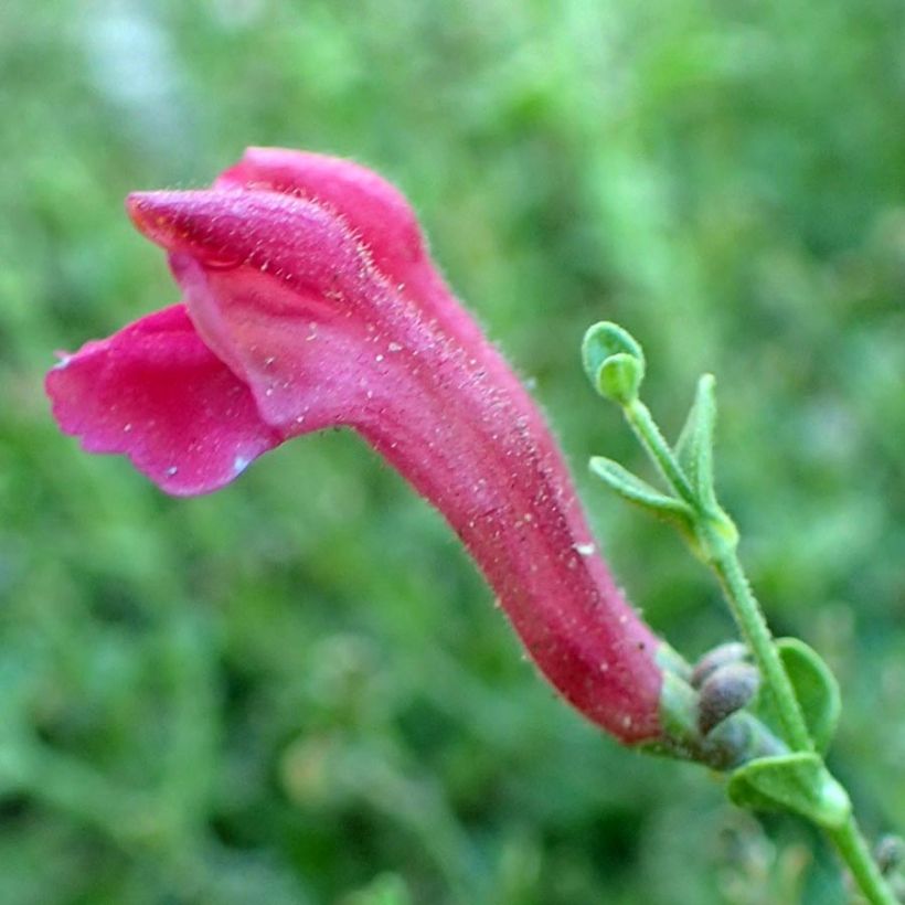 Scutellaria suffrutescens (Floración)