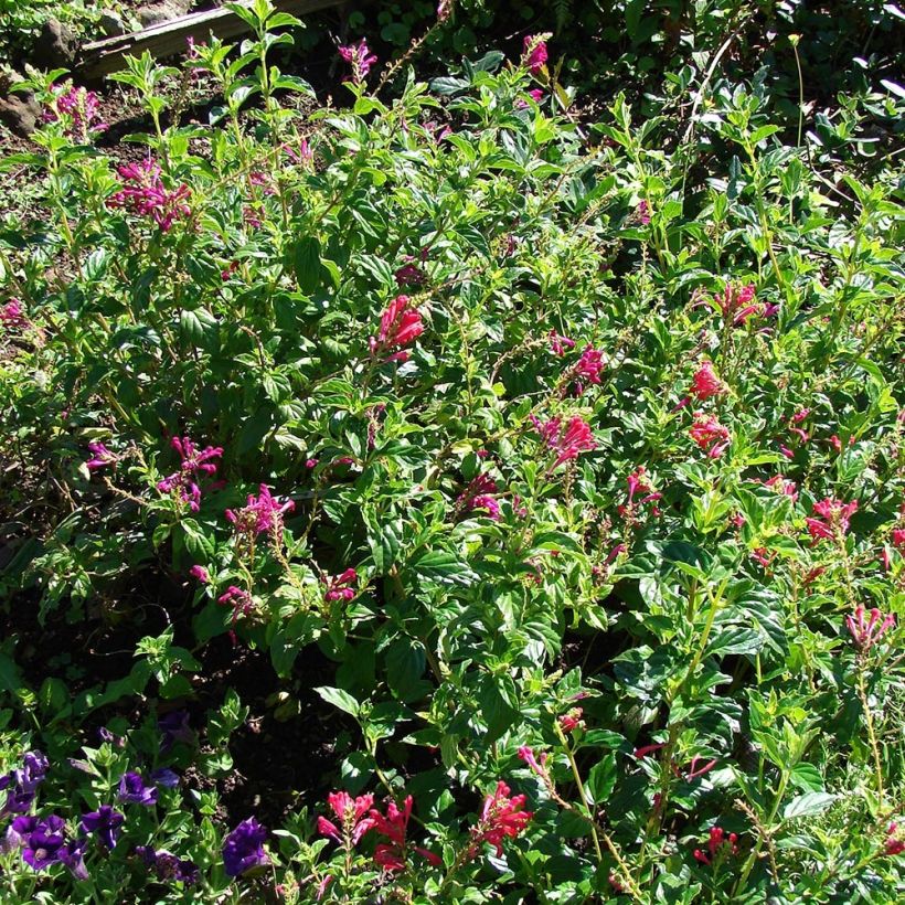 Scutellaria suffrutescens (Porte)