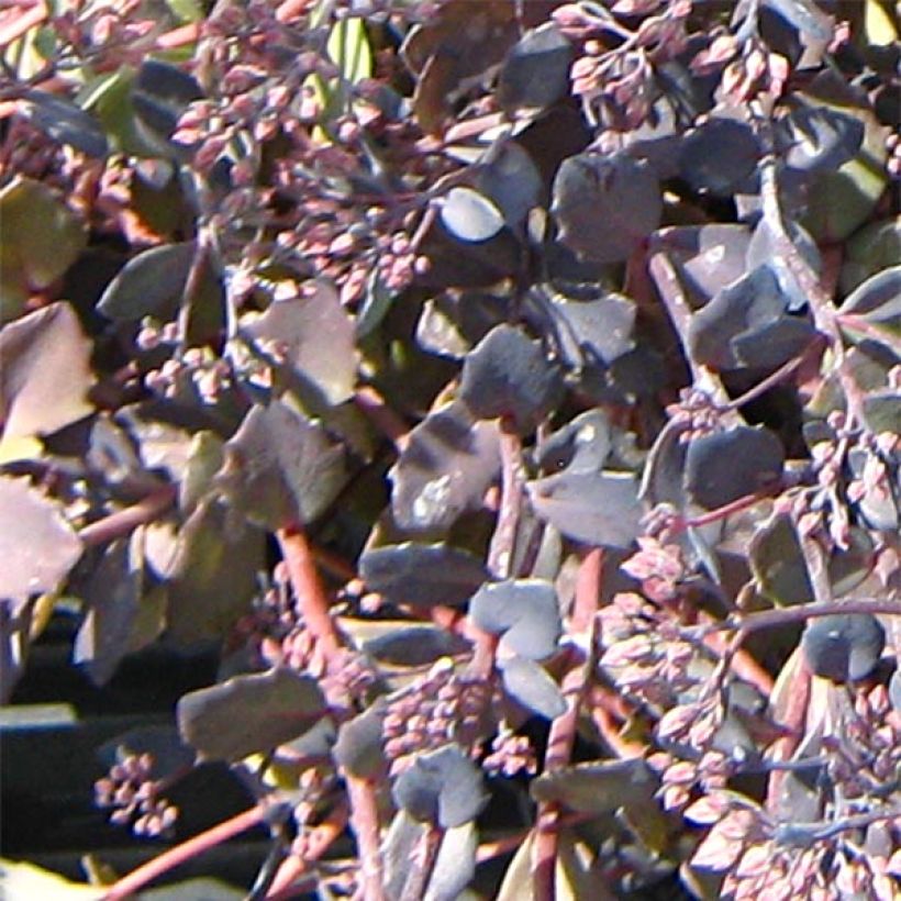 Sedum Bertram Anderson (Follaje)