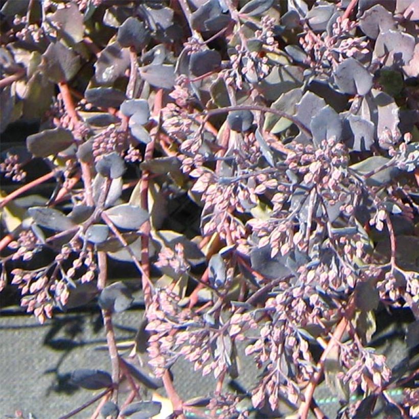 Sedum Bertram Anderson (Floración)