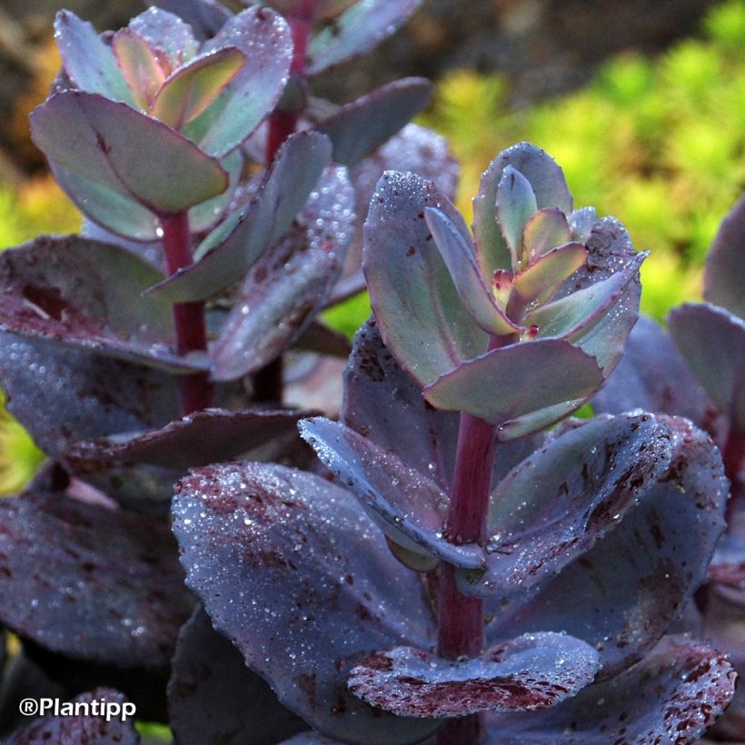 Sedum Sunsparkler Blue Pearl (Follaje)