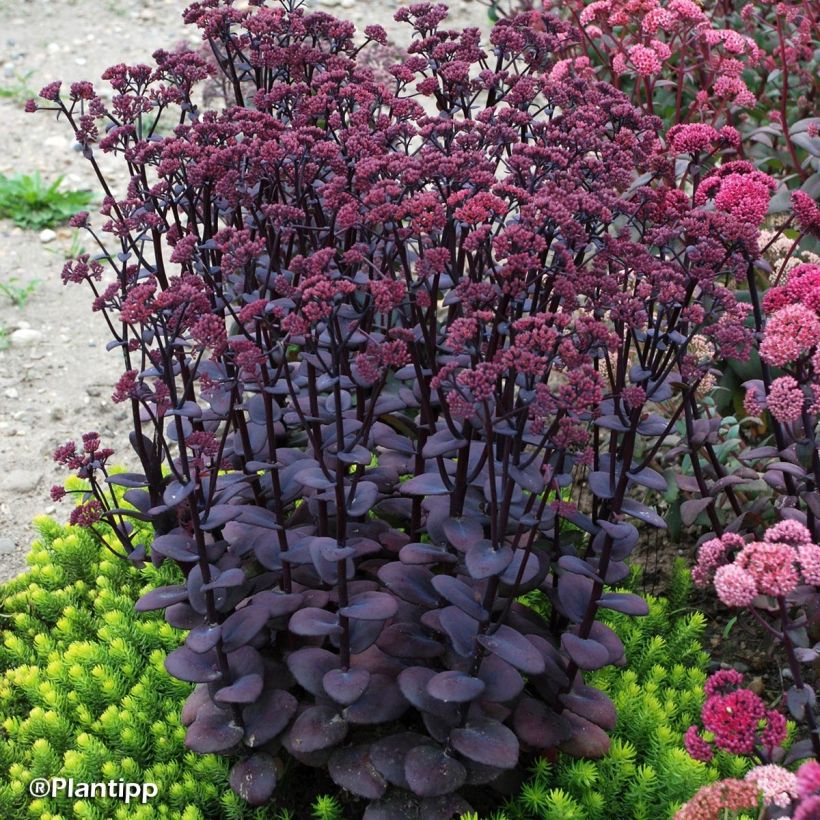 Sedum Sunsparkler Blue Pearl (Porte)