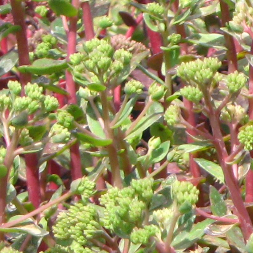 Sedum spectabile Carl - Telefío (Follaje)