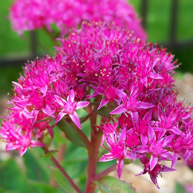 Sedum spectabile Carl - Telefío (Floración)