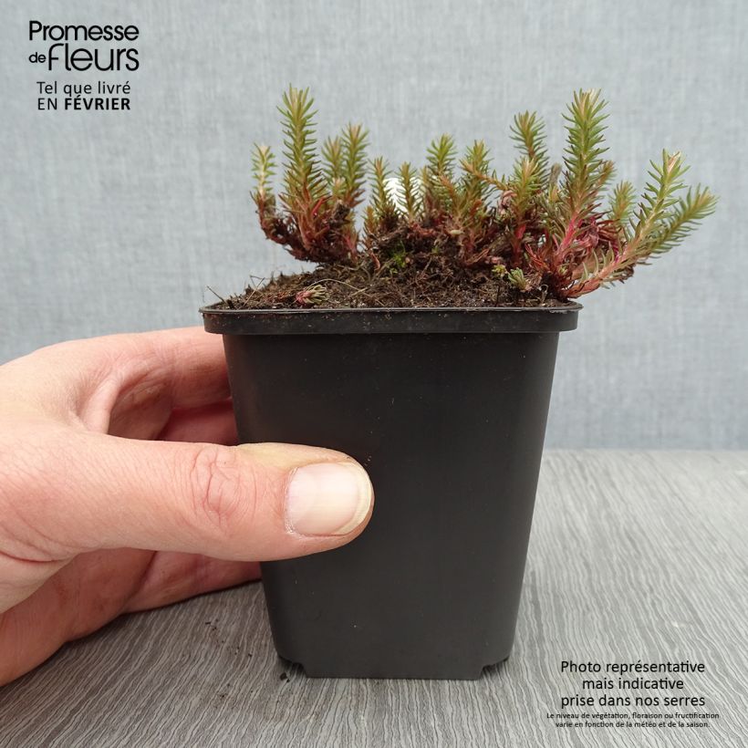 Sedum Chocolate, Orpin Godet de 9cm Ejemplar entregado en invierno