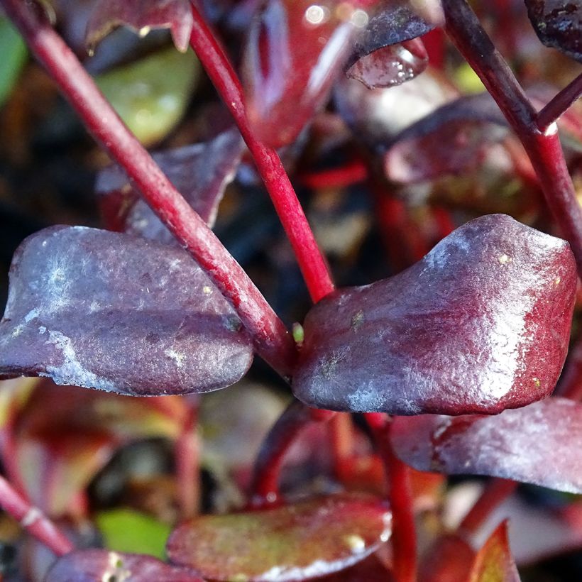 Sedum Chocolate (Follaje)