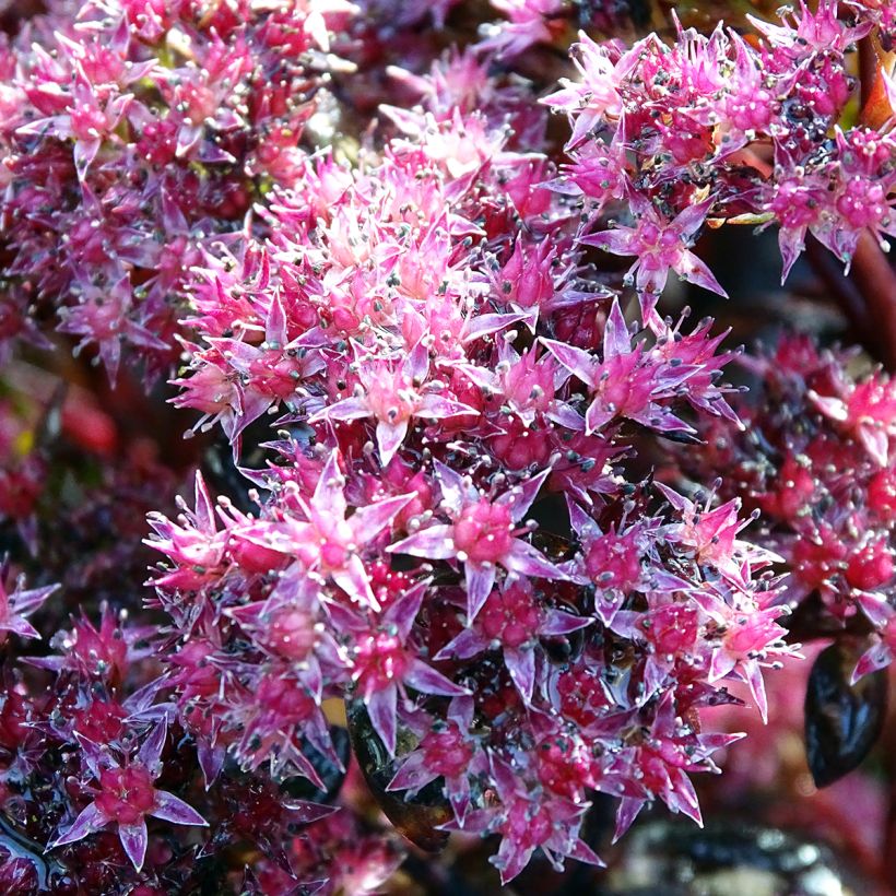 Sedum Chocolate (Floración)