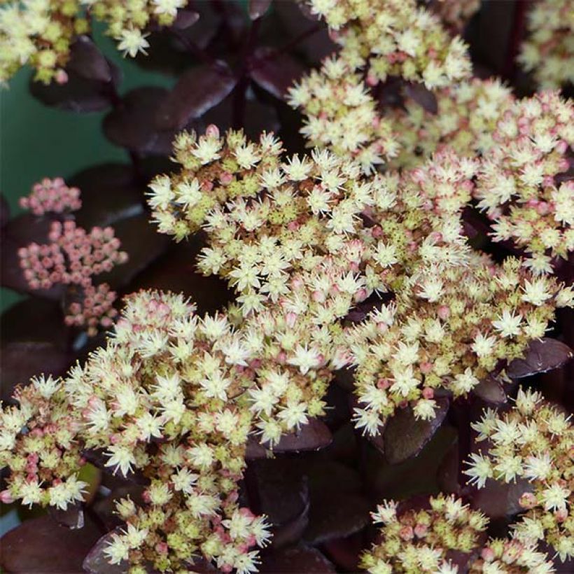 Sedum Eline (Floración)