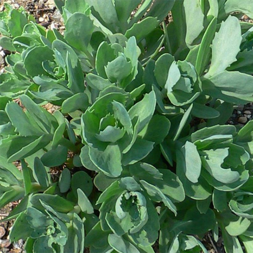 Sedum Herbstfreude (Follaje)