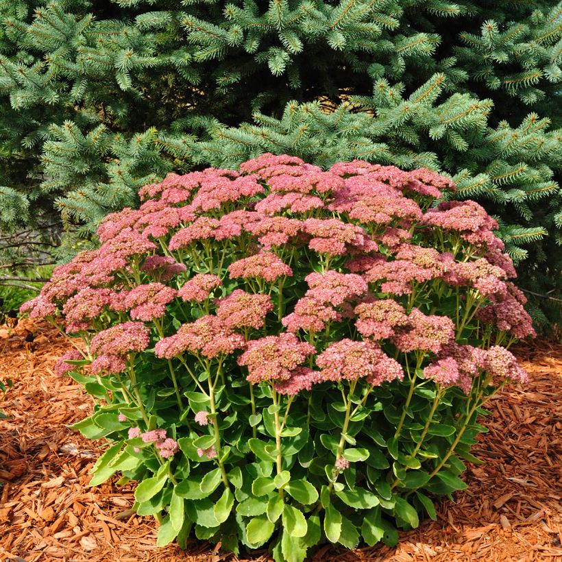 Sedum Herbstfreude (Porte)