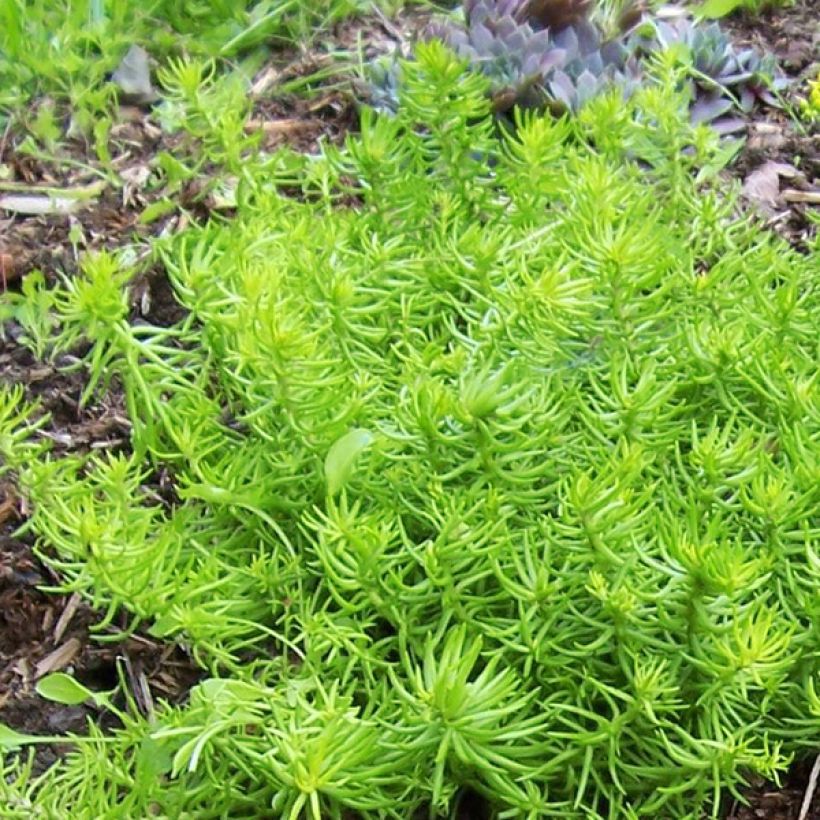 Sedum Lemon Ball (Follaje)