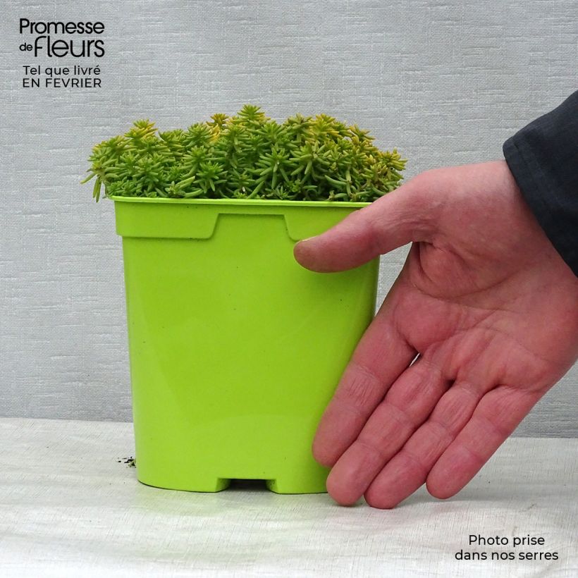 Sedum Lemon Ball - Orpin rampant en pot de 2L/3L Ejemplar entregado en invierno