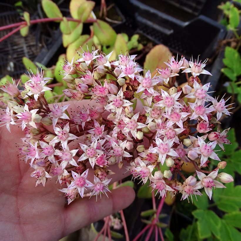 Sedum Matrona (Floración)