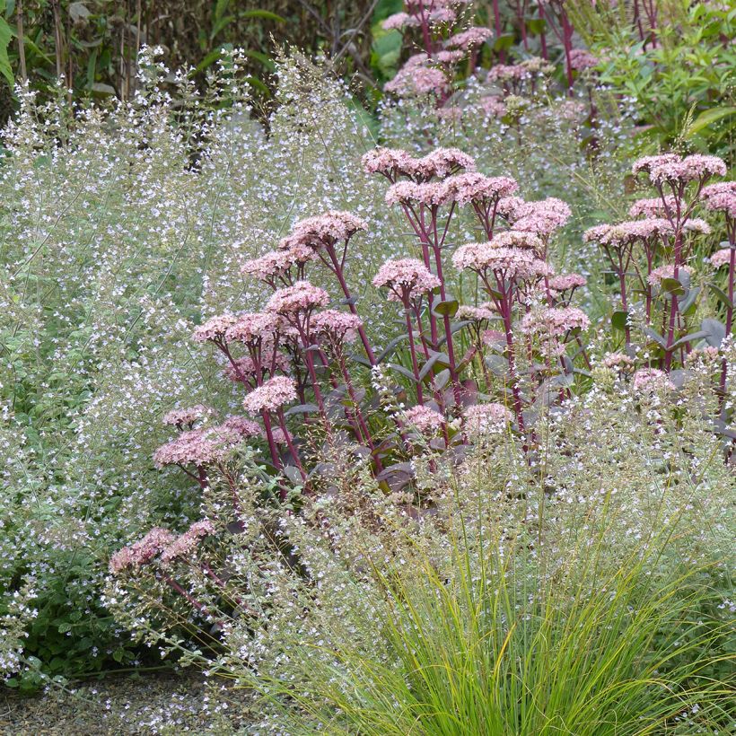 Sedum Matrona (Porte)