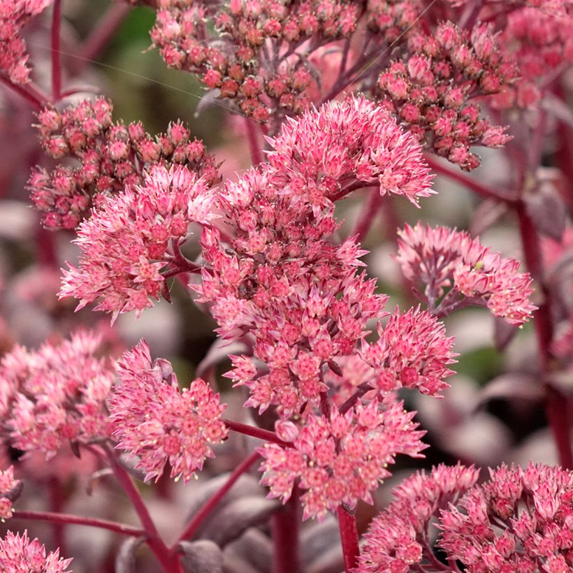 Sedum Mojave Jewels Diamond (Floración)