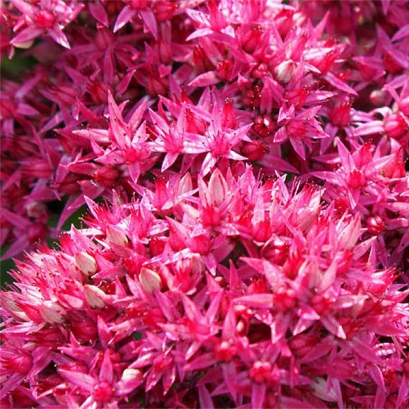 Sedum Mr Goodbud (Floración)