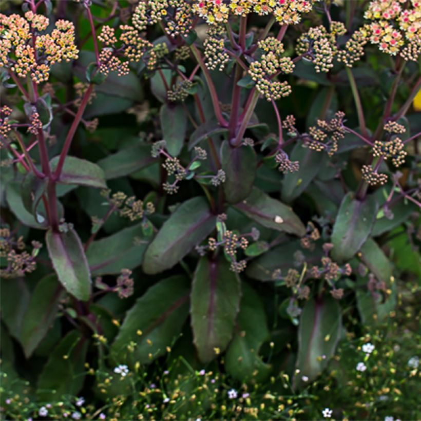 Sedum spectabile Orange Xenox - Telefío (Follaje)