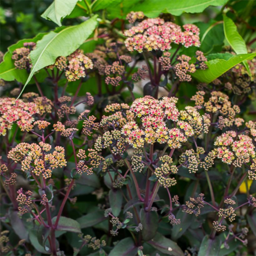 Sedum spectabile Orange Xenox - Telefío (Floración)