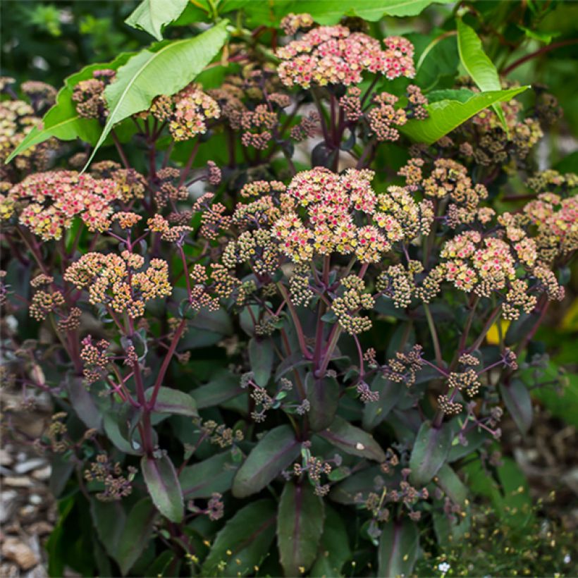 Sedum spectabile Orange Xenox - Telefío (Porte)