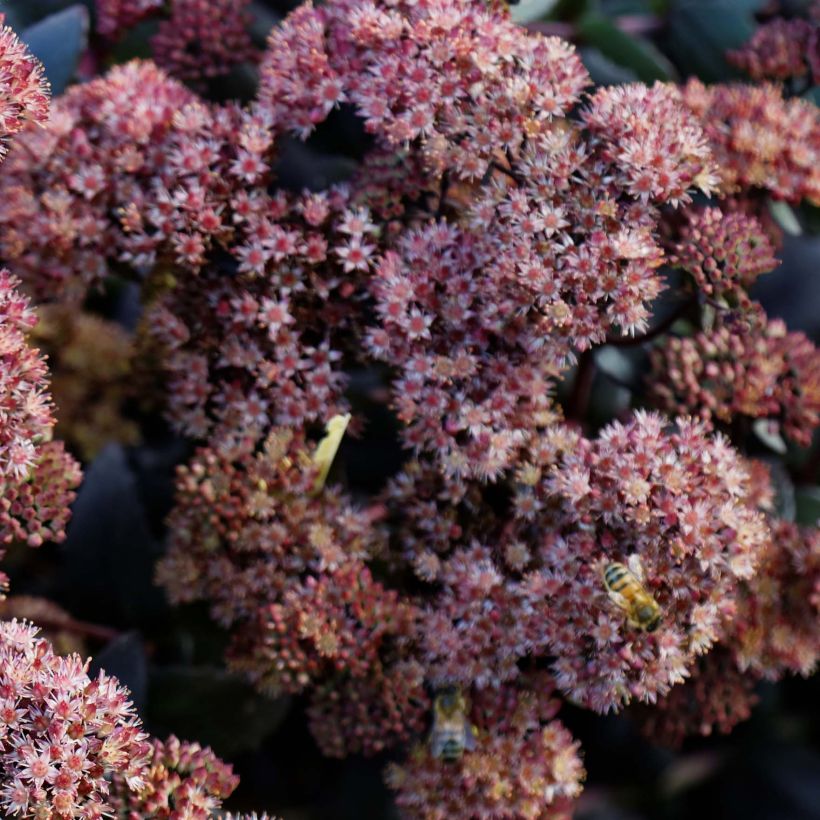 Sedum spectabile Purple Emperor - Telefío (Floración)