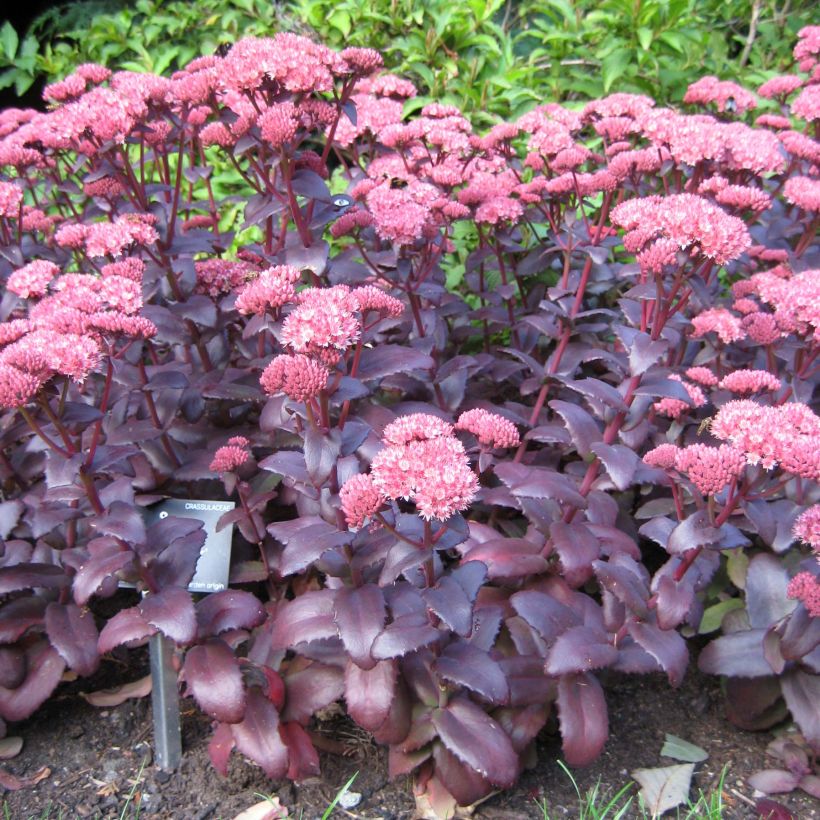 Sedum spectabile Purple Emperor - Telefío (Porte)