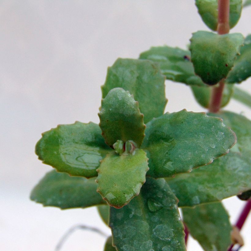 Sedum Red Cauli (Follaje)