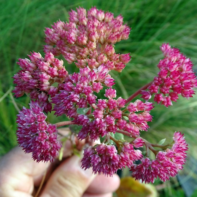 Sedum Red Cauli (Floración)