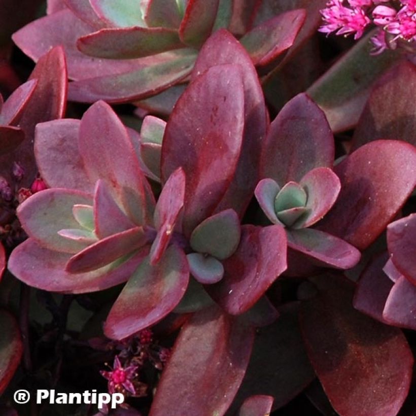 Sedum Sunsparkler Firecracker (Follaje)