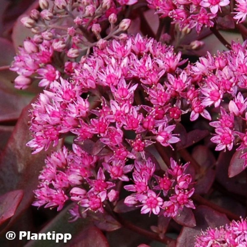 Sedum Sunsparkler Firecracker (Floración)