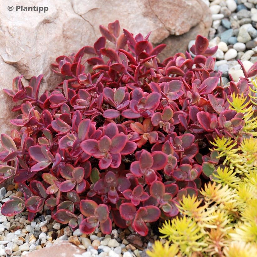 Sedum Sunsparkler Wildfire (Porte)