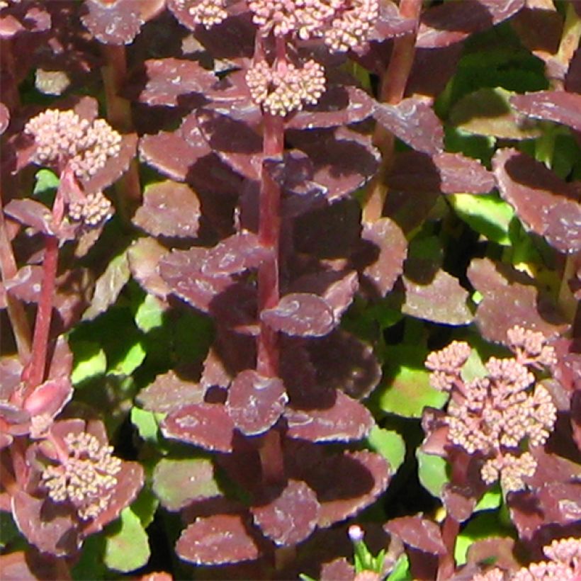 Sedum Stewed Rhubarb Mountain (Follaje)