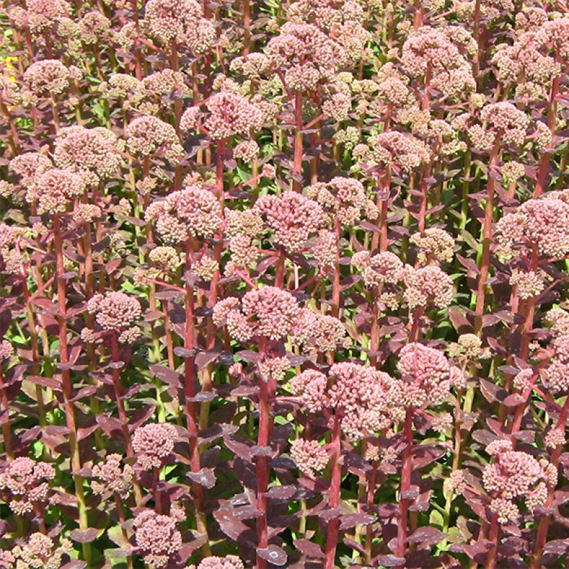 Sedum Stewed Rhubarb Mountain (Floración)