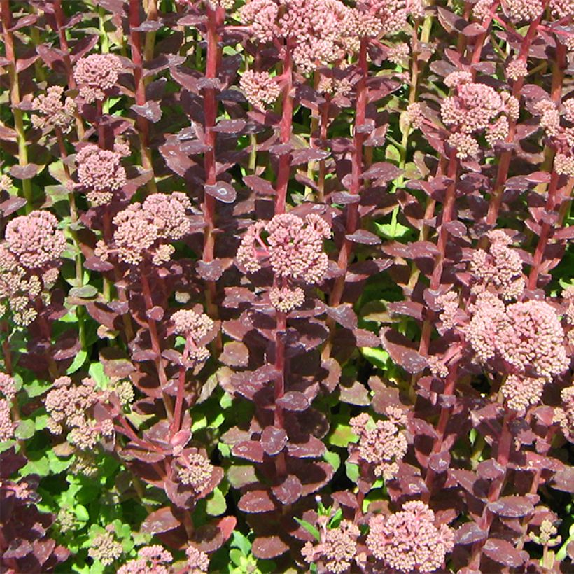 Sedum Stewed Rhubarb Mountain (Porte)