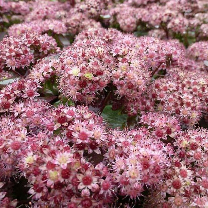 Sedum Strawberry and Cream (Floración)